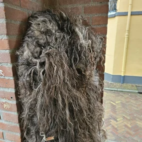 Schapenvacht Drents Heideschaap gevilt Schapenvacht Drents Heideschaap gevilt