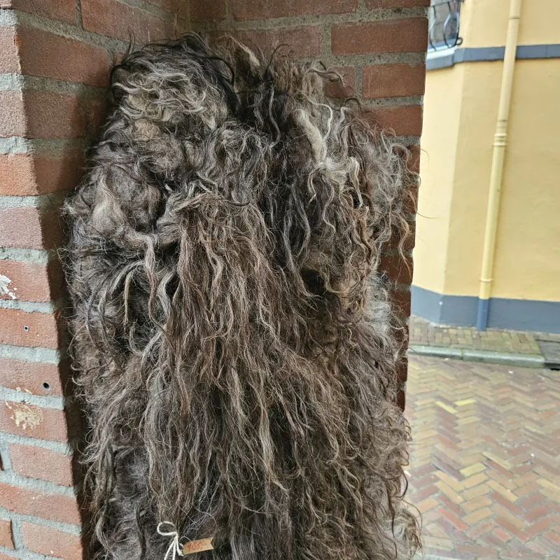 Schapenvacht Drents Heideschaap gevilt Schapenvacht Drents Heideschaap gevilt