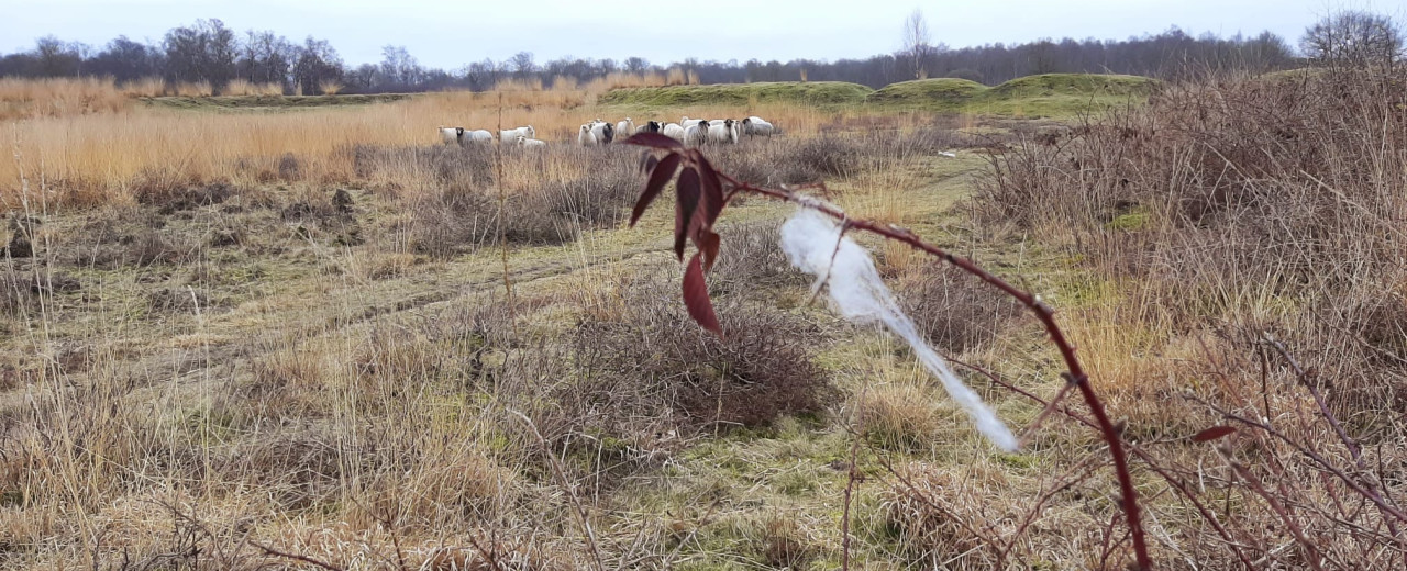 Nestmateriaal voor vogels!
