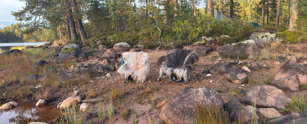 Wollige survival in Zweden