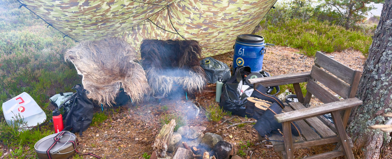 Wollige survival in Zweden
