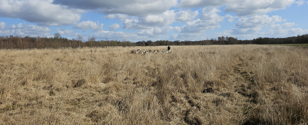 Van schaap naar zwollig nestje...
